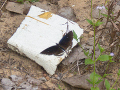 Euploea modesta modesta
