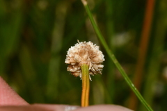 Eriocaulon