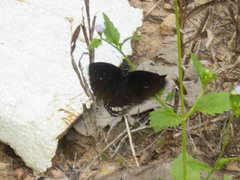 Euploea modesta modesta