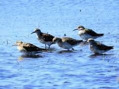 Calidris acuminata