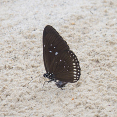 Euploea modesta modesta