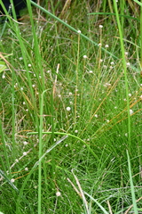 Eriocaulon