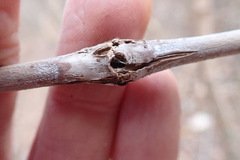 Proteoteras willingana