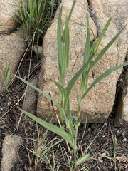 Senecio bupleuroides