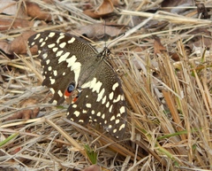 Papilio demodocus