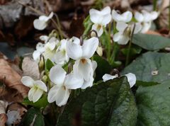 Viola alba