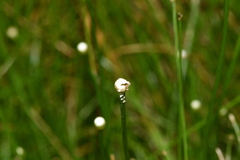Eriocaulon buergerianum