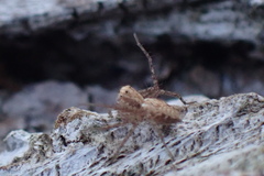 Oxyopes
