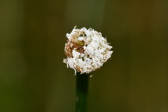 Eriocaulon buergerianum