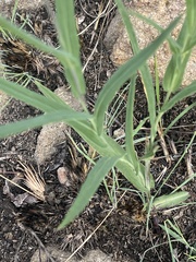 Senecio bupleuroides
