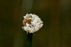 Eriocaulon buergerianum