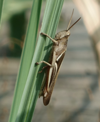 Stenocatantops splendens