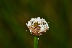 Eriocaulon buergerianum