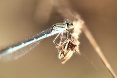 Austroagrion cyane