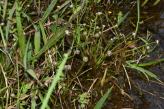 Eriocaulon truncatum