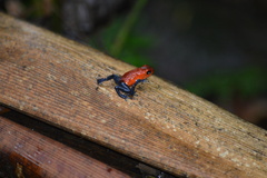 Oophaga pumilio