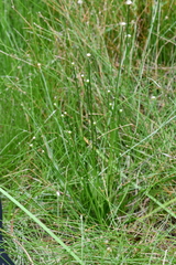 Eriocaulon buergerianum