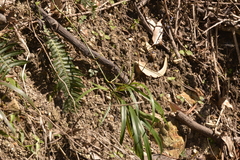 Dianella caerulea assera