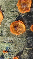 Phlebia radiata