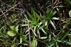 Eriocaulon truncatum