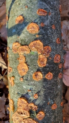 Phlebia radiata