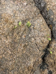 Senecio bupleuroides