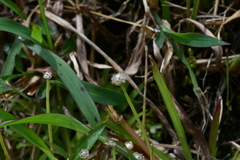 Eriocaulon truncatum
