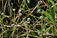 Eriocaulon truncatum