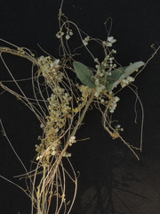 Cuscuta tuberculata