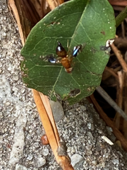 Parastenopa limata