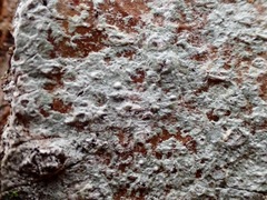 Lecanora carpinea