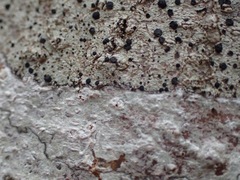 Lecanora carpinea