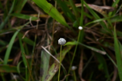 Eriocaulon truncatum