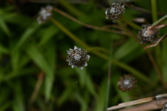 Eriocaulon truncatum