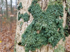 Heterodermia hypoleuca