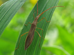 Protenor belfragei