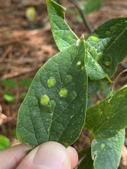 Pachypsylla celtidisvesicula