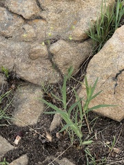 Senecio bupleuroides