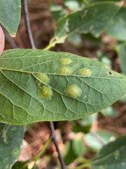 Pachypsylla celtidisvesicula