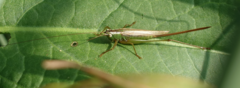 Conocephalus exemptus
