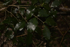 Olea paniculata