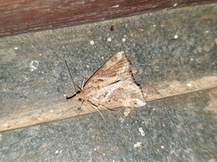 Hypena laceratalis
