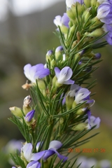 Psoralea pinnata
