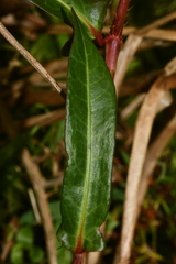 Persicaria dichotoma