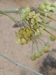 Gomphocarpus filiformis image