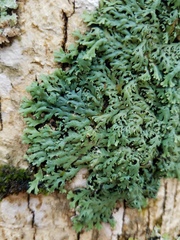 Heterodermia hypoleuca