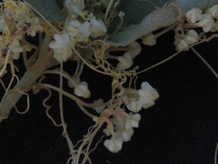 Cuscuta tuberculata