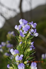 Psoralea pinnata