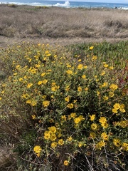 Grindelia camporum
