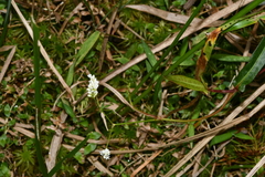 Persicaria dichotoma